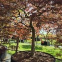 Acer palmatum 'Garnet' - Foto 4