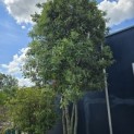 Quercus ilex - Foto 1