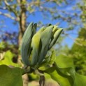 Magnolia Tripetala - 1
