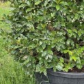 Ilex altaclerensis 'Camelliifolia' - juni 2026 een mooie volle struik
