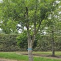 Quercus robur - 3
