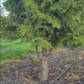 Thuja occidentalis 'Brabant' - Foto 3