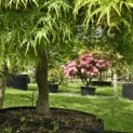 Acer palmatum 'Dissectum' - Foto 4