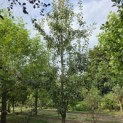 Pyrus communis (handpeer) - 2