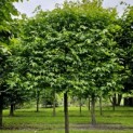 Liquidambar styraciflua - 1