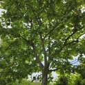 Platanus hispanica - 1