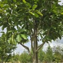 Magnolia 'Wada's Memory' - Foto 3