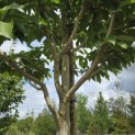 Magnolia 'Wada's Memory' - Foto 2