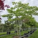 Cornus controversa - 6