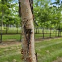 Betula nigra - 3