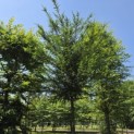 Taxus Baccata - juni 2026