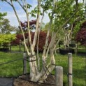 Heptacodium miconioides - Foto 1