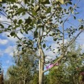 Malus domestica 'Jonagold' - 3