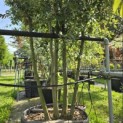 Quercus ilex - 2