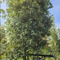 Quercus ilex - 1