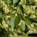 Tilia cordata - Foto 1