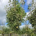 Pyrus c. 'Gieser Wildeman' - 4