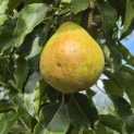 Pyrus c. 'Gieser Wildeman' - 3