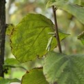 Corylus avellana 'Tonda Romana' - Foto 2