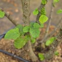 Corylus avellana 'Tonda Romana' - Foto 3