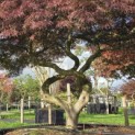 Acer palmatum 'Garnet' - Foto 4