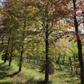 Fagus sylvatica 'Atropunicea' - 1
