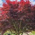 Acer palmatum 'Bloodgood' - Foto 1