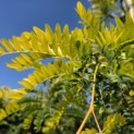 Gleditsia triacanthos ‘Sunburst' - impressie voorjaarsblad