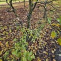 Carpinus betulus - 1
