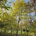 Carpinus betulus - 2