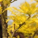 #24 Gleditsia triachantos 'Sunburst' Falsche Christusdorn