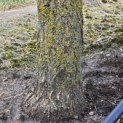 Quercus pontica - 4