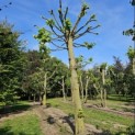 Tilia Tomentosa - gesnoeid in juli 2025.  er vormt zich een nieuwe kroon