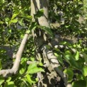 malus domestica 'Elstar' - Foto 3