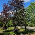 Fagus sylvatica 'Atropunicea' -  mei 2025