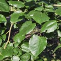 Tilia x europaea 'Euchlora' - 3