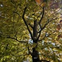 Fagus sylvatica 'Atropunicea' - 3