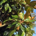 Magnolia grandiflora 'Galissonnière' - 7