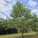 Pinus sylvestris - 7
