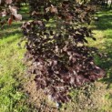 Fagus sylvatica 'Atropunicea' - Foto 5