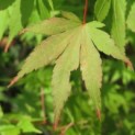 Acer palmatum - 2