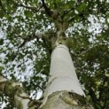 Betulus utilis Doorenbos (Jacquemontii) - Foto 1