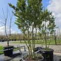 Ilex crenata 'Green Hedge' - 1
