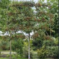 Malus 'Evereste' - Foto 1