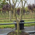 Hamamelis mollis 'Westerstede' - 1