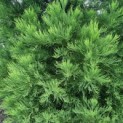 Sequoiadendron giganteum - 1