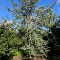 Cedrus libani 'Glauca' - 3