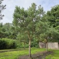 Pinus sylvestris - Foto 4