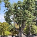 Quercus Suber - Foto 3