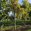Carpinus betulus 'Pendula' - 7
